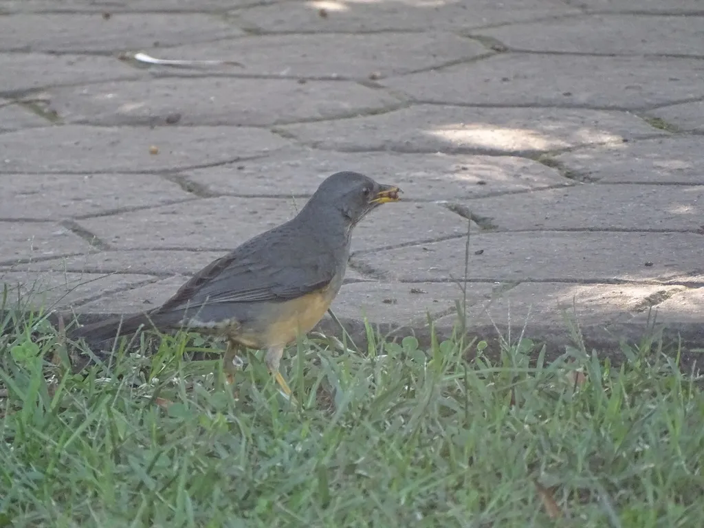 橄榄鸫(Turdus olivaceus)