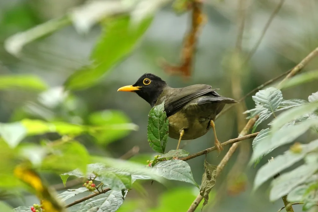黑冠鸫(Turdus olivater)