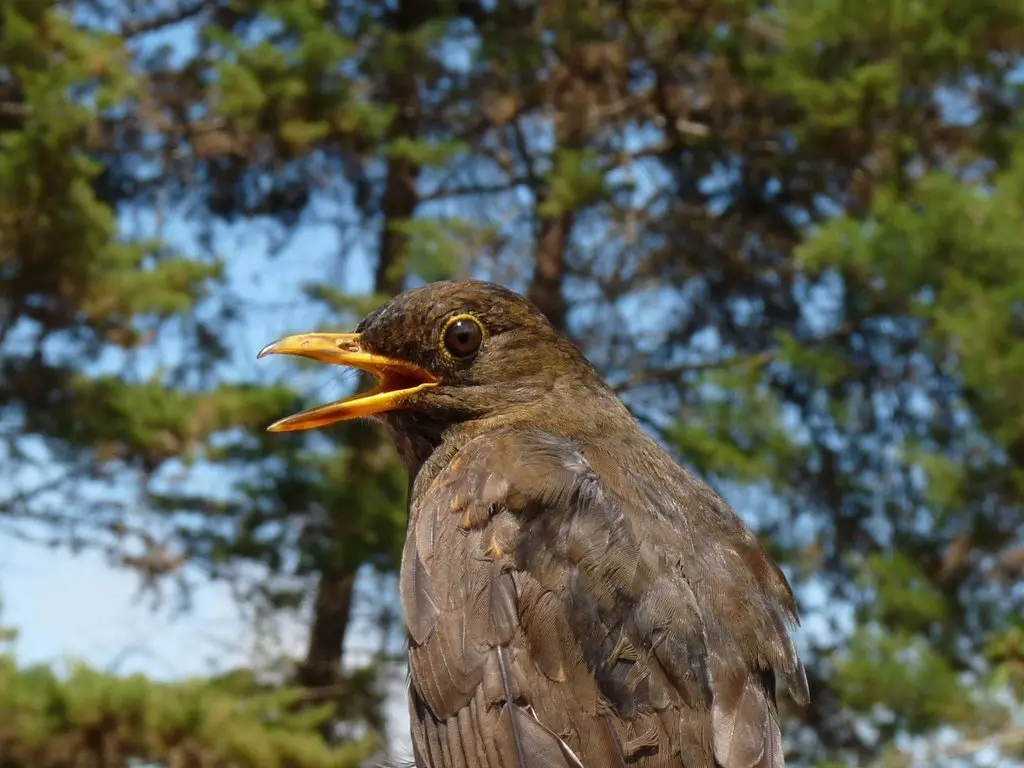 黑冠鸫(Turdus olivater)