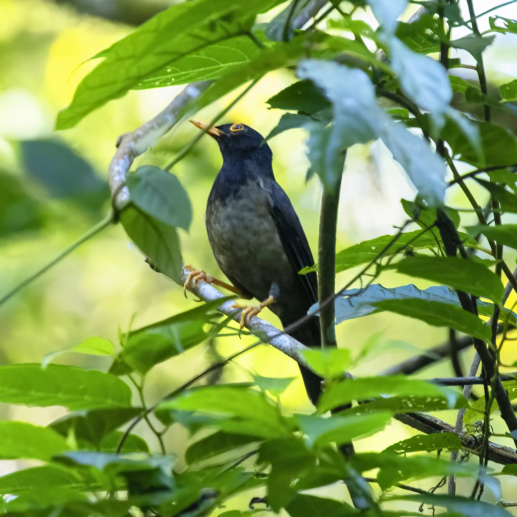 黑冠鸫(Turdus olivater)
