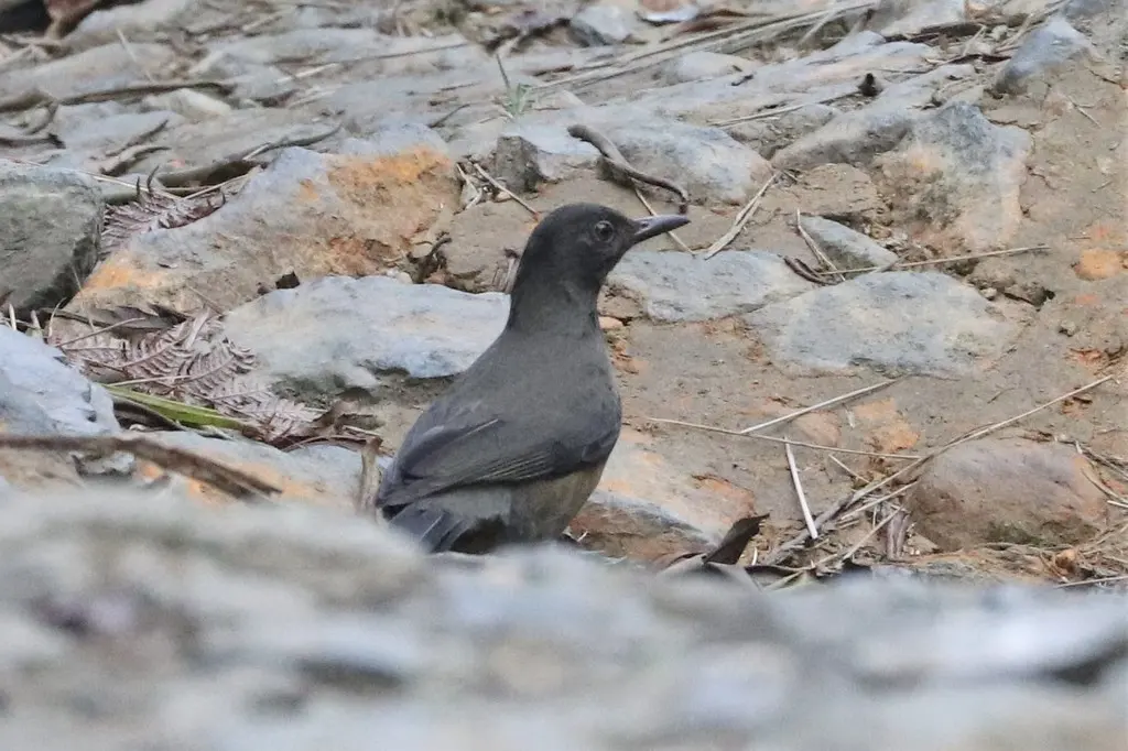 黑冠鸫(Turdus olivater)