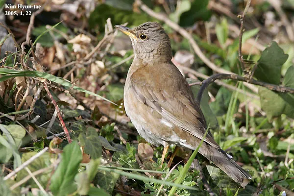 白腹鸫(Turdus pallidus)