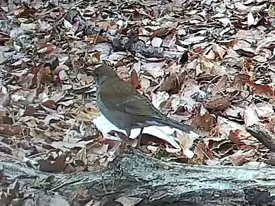 白腹鸫(Turdus pallidus)