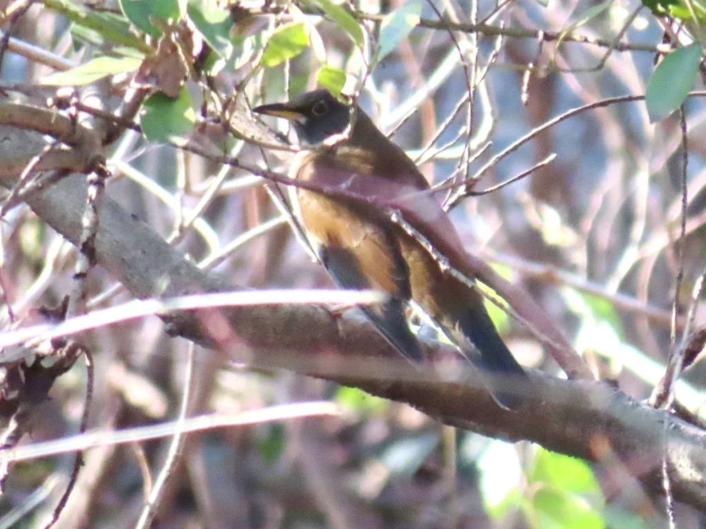 白腹鸫(Turdus pallidus)