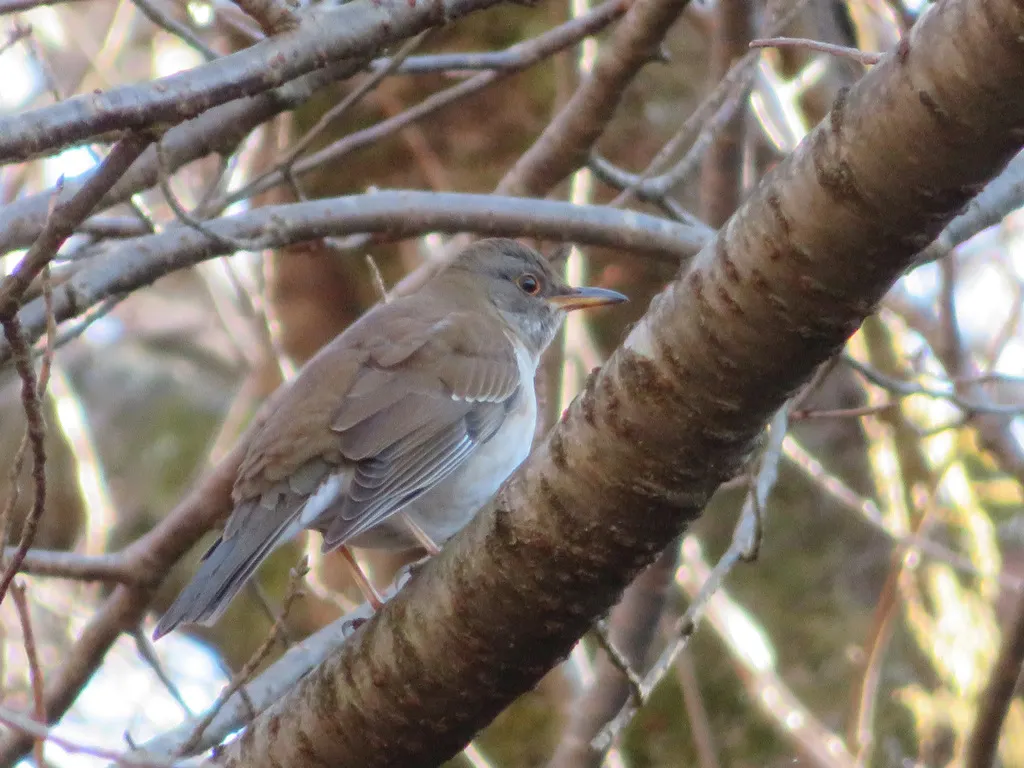 白腹鸫(Turdus pallidus)