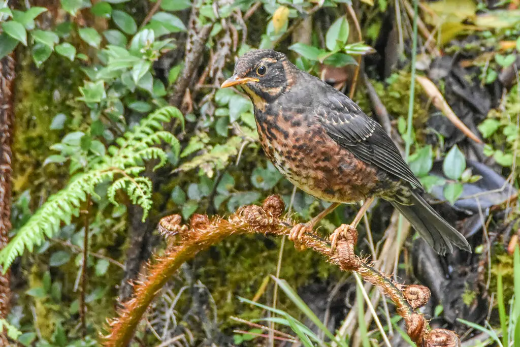 巴布亚岛鸫(Turdus papuensis)