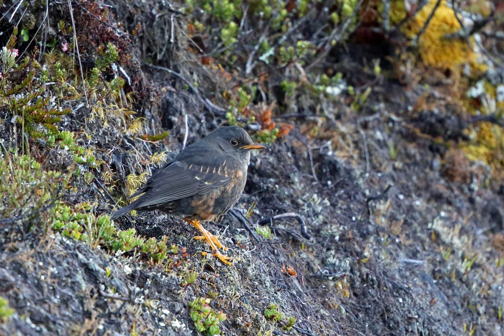 巴布亚岛鸫(Turdus papuensis)