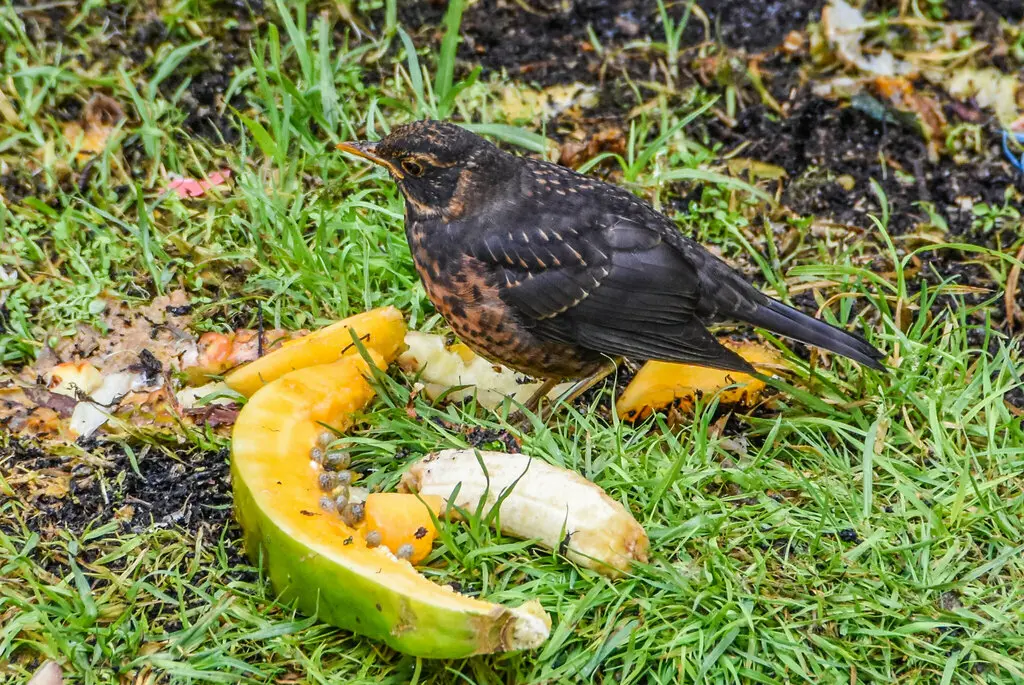 巴布亚岛鸫(Turdus papuensis)