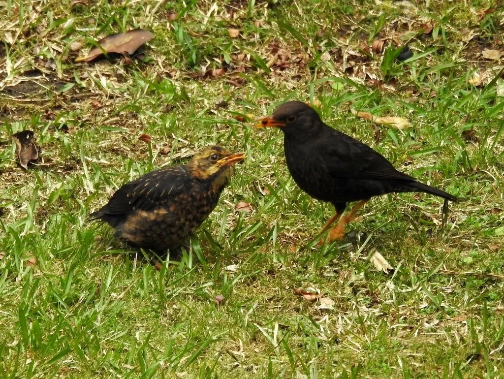 巴布亚岛鸫(Turdus papuensis)