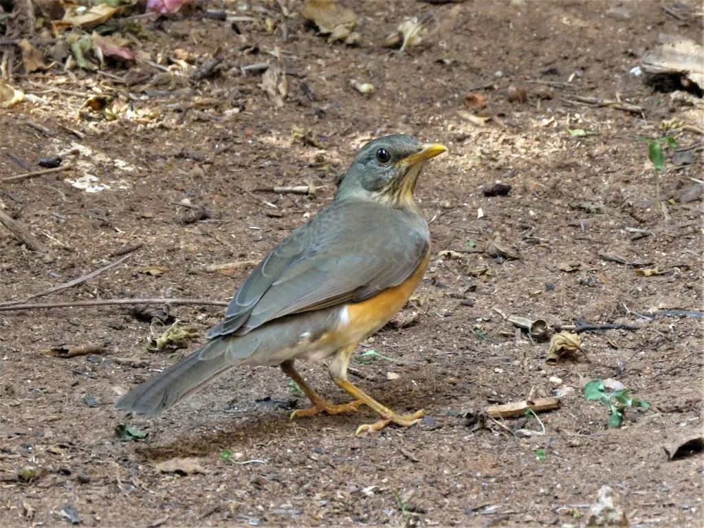 非洲鸫(Turdus pelios)