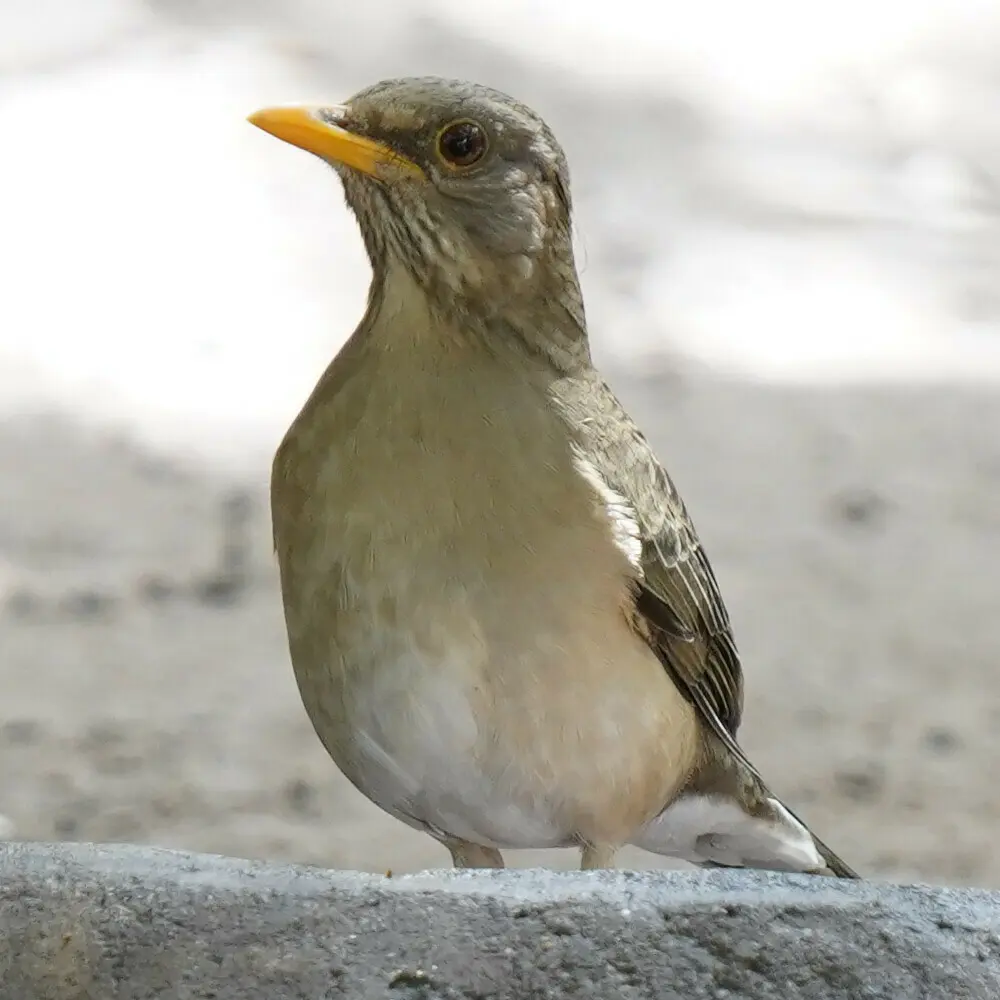 非洲鸫(Turdus pelios)