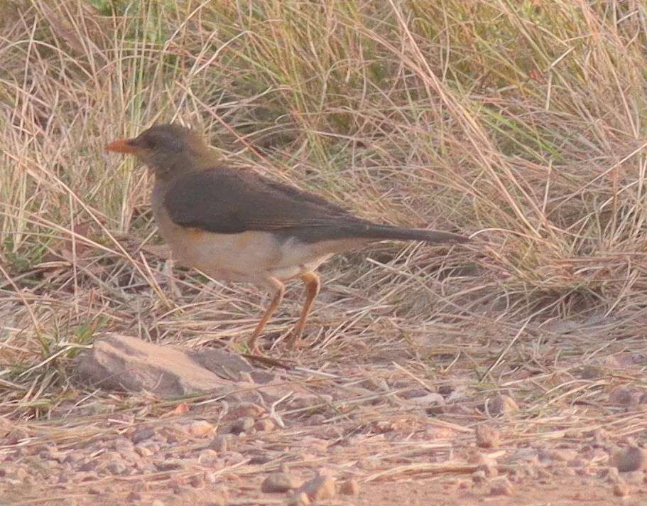 非洲鸫(Turdus pelios)