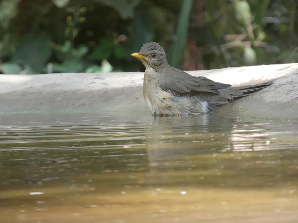 非洲鸫(Turdus pelios)