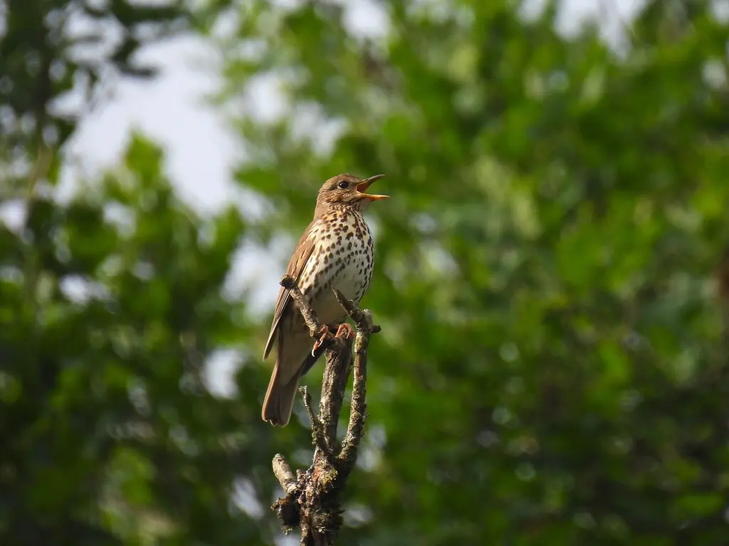欧歌鸫(Turdus philomelos)