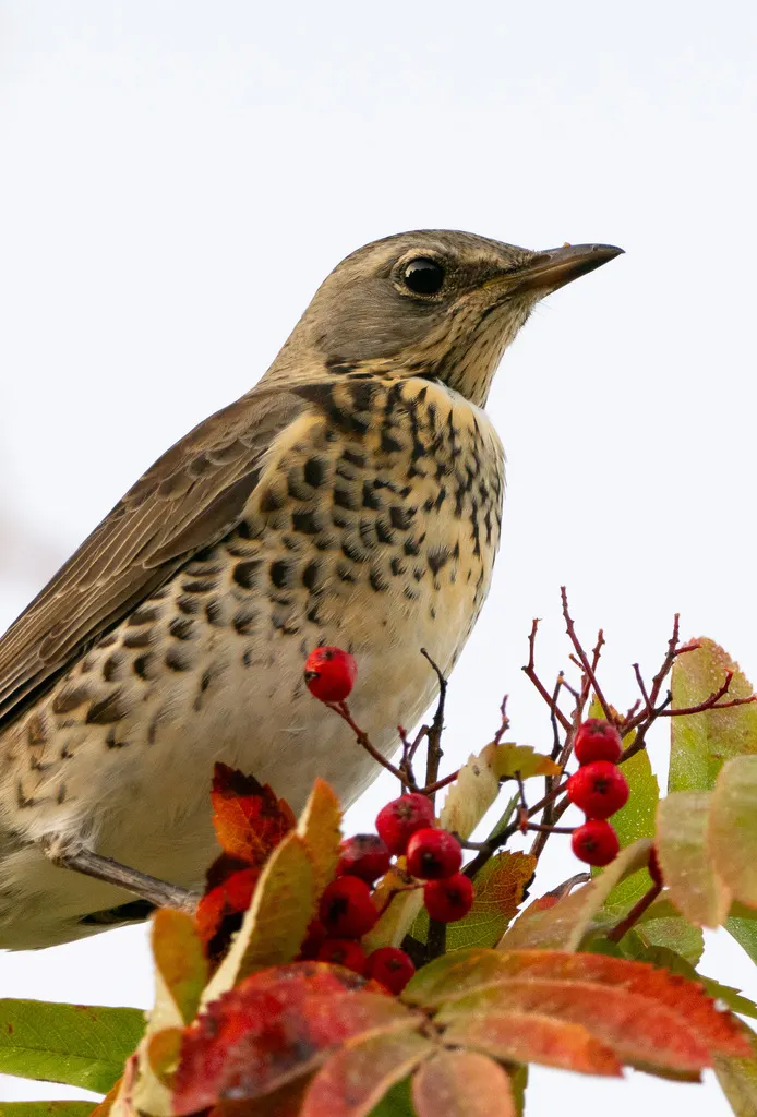田鸫(Turdus pilaris)