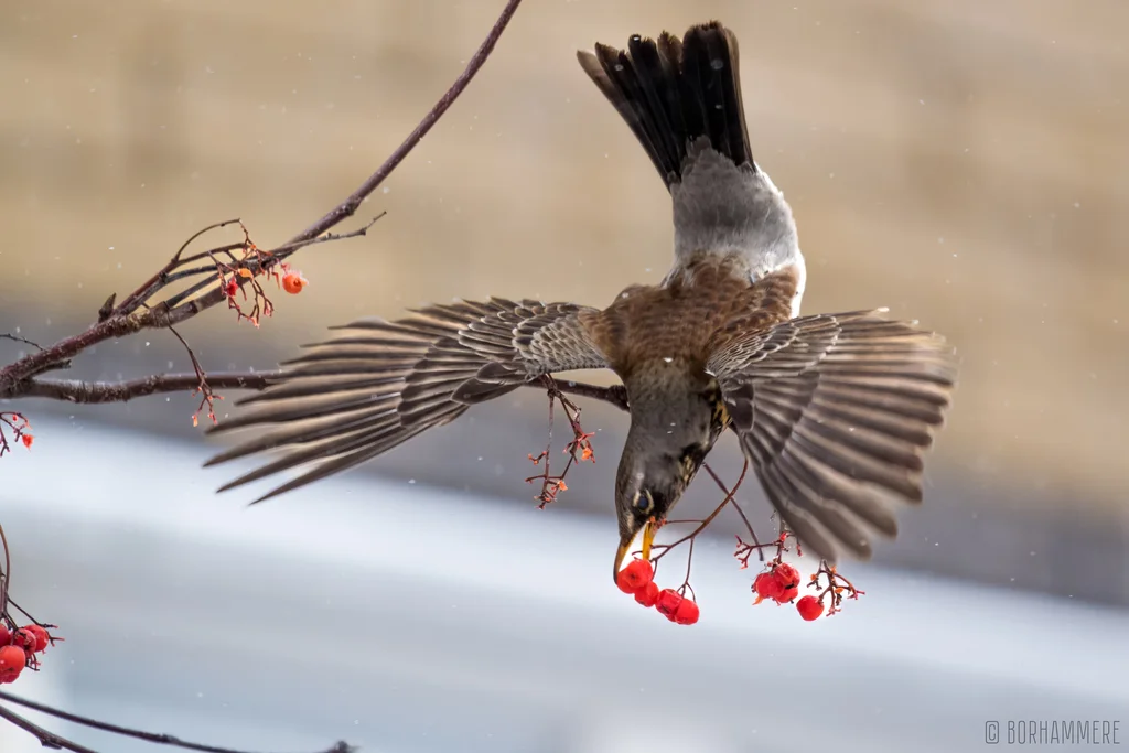 田鸫(Turdus pilaris)