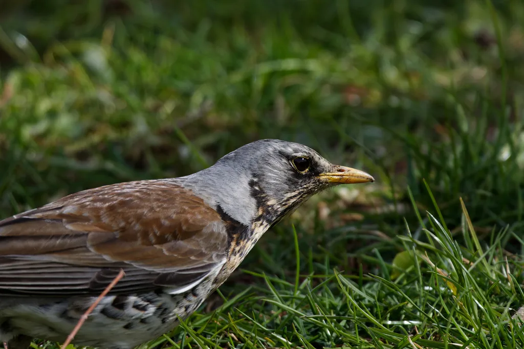 田鸫(Turdus pilaris)