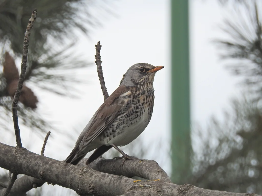 田鸫(Turdus pilaris)