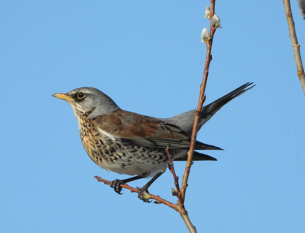 田鸫(Turdus pilaris)