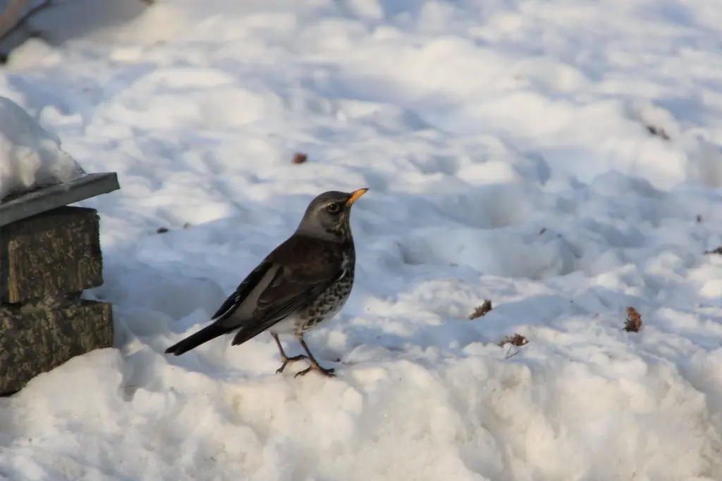 田鸫(Turdus pilaris)
