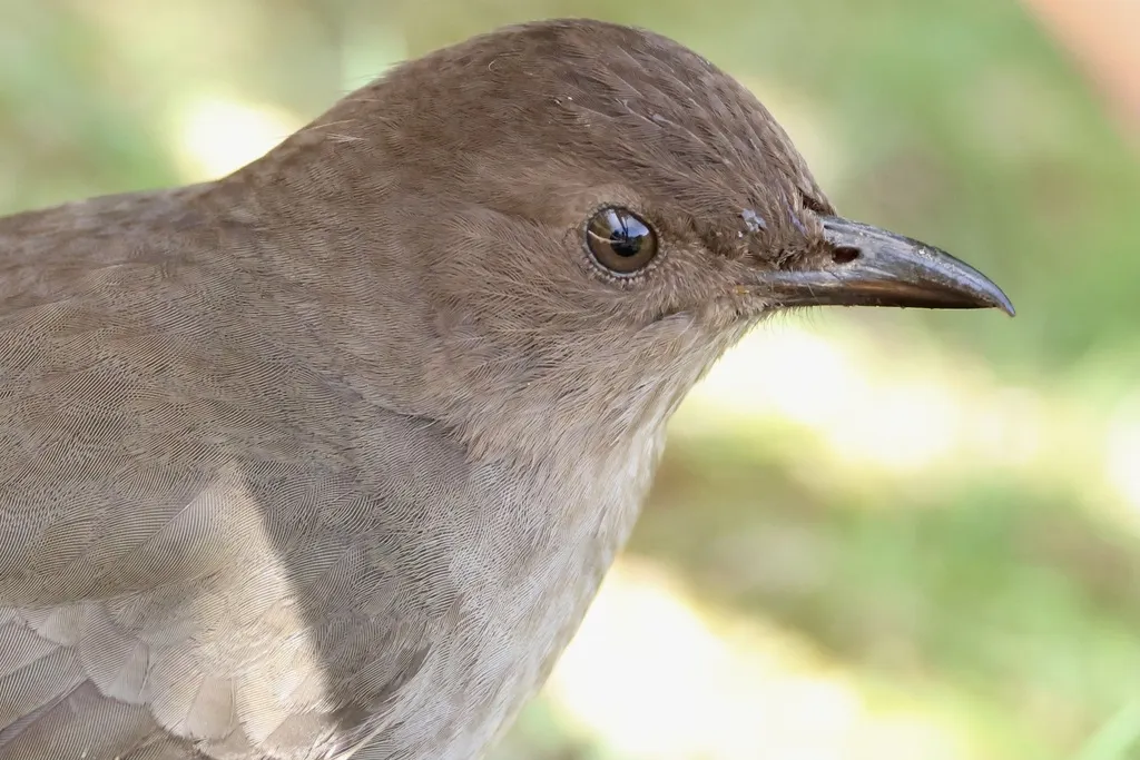 美洲山鸫(Turdus plebejus)