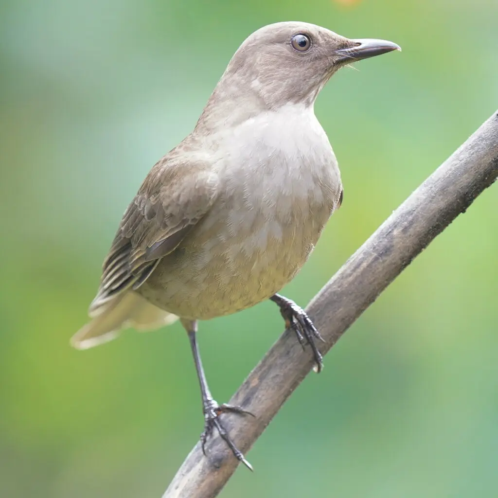 美洲山鸫(Turdus plebejus)