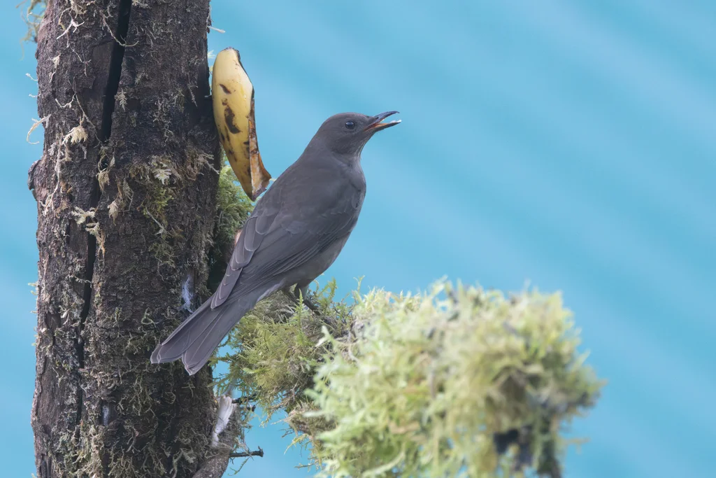 美洲山鸫(Turdus plebejus)