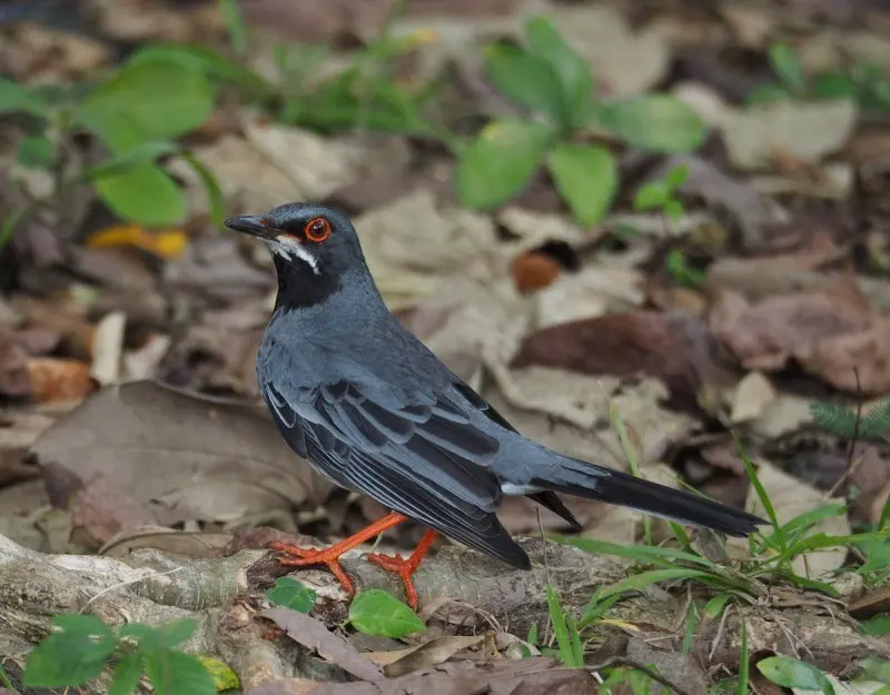 红腿鸫(Turdus plumbeus)