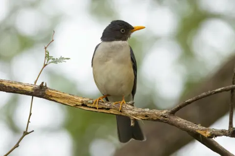 铅背鸫