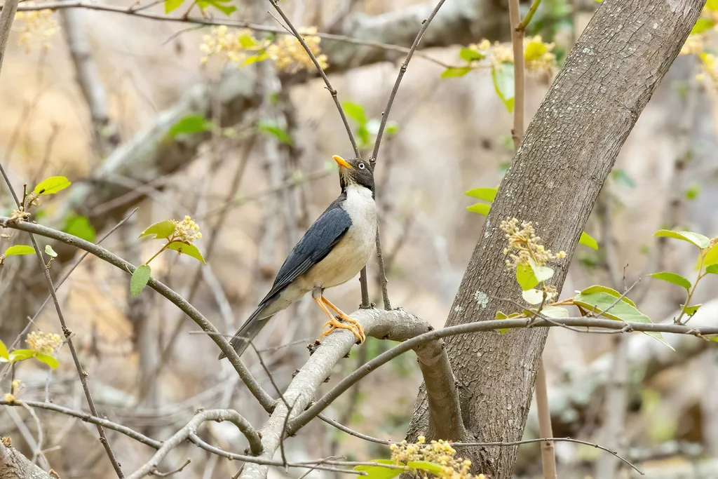 铅背鸫(Turdus reevei)