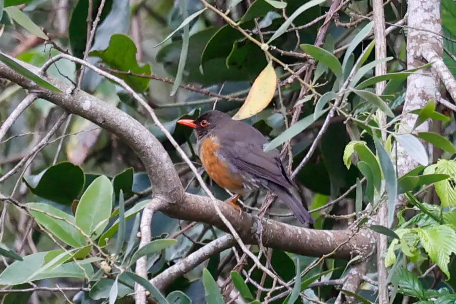 乌山鸫(Turdus roehli)