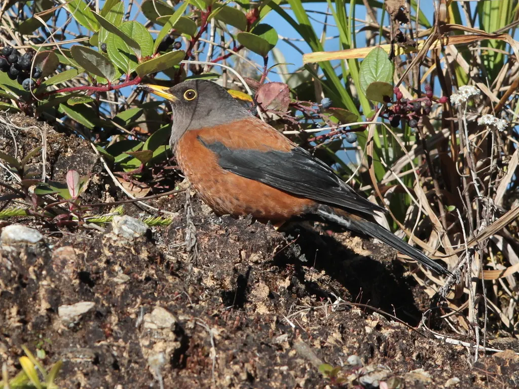 灰头鸫（Turdus rubrocanus）