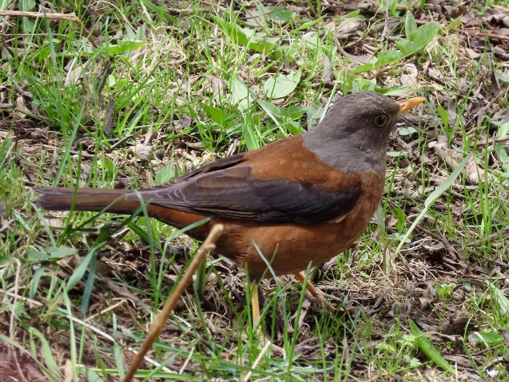 灰头鸫（Turdus rubrocanus）