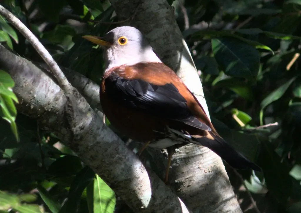 灰头鸫（Turdus rubrocanus）