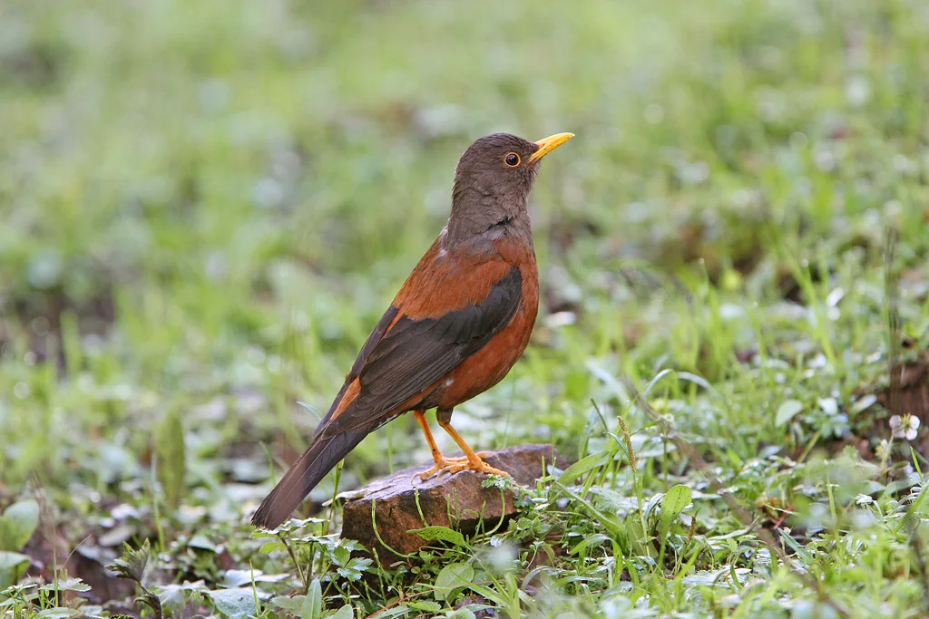 灰头鸫（Turdus rubrocanus）