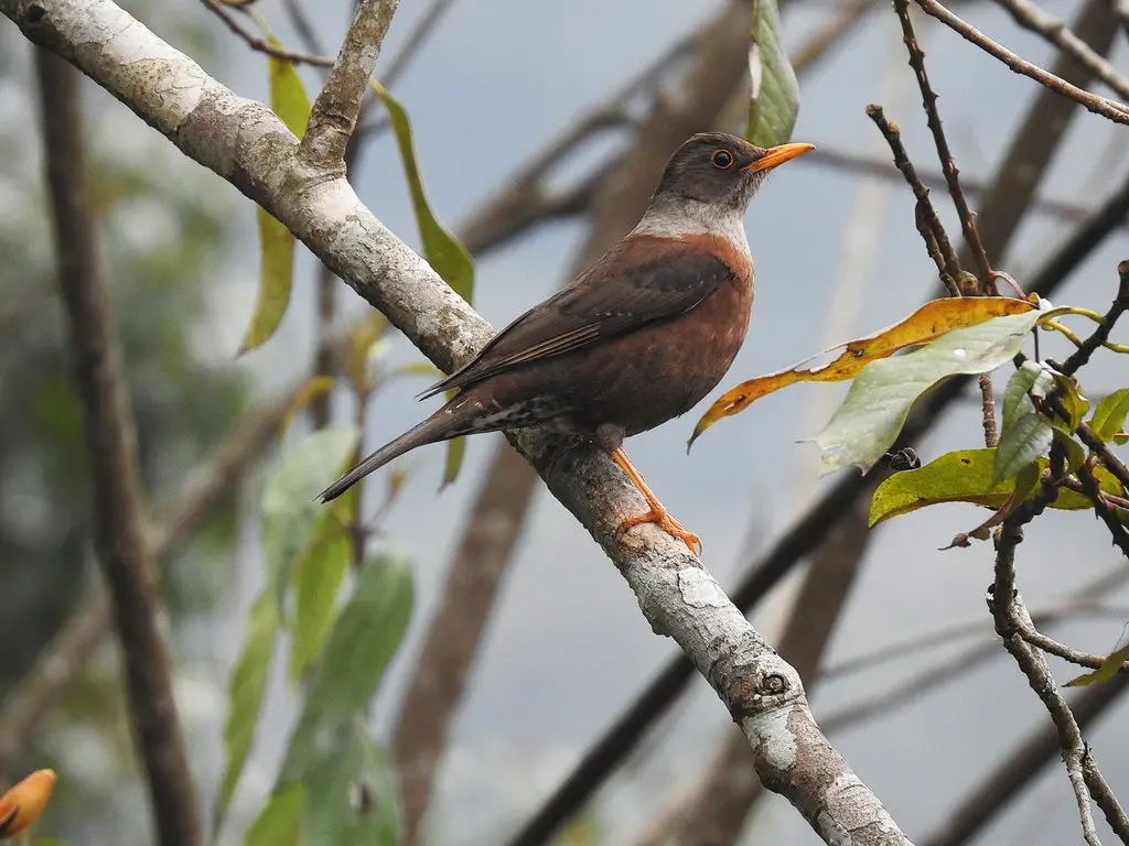 灰头鸫（Turdus rubrocanus）