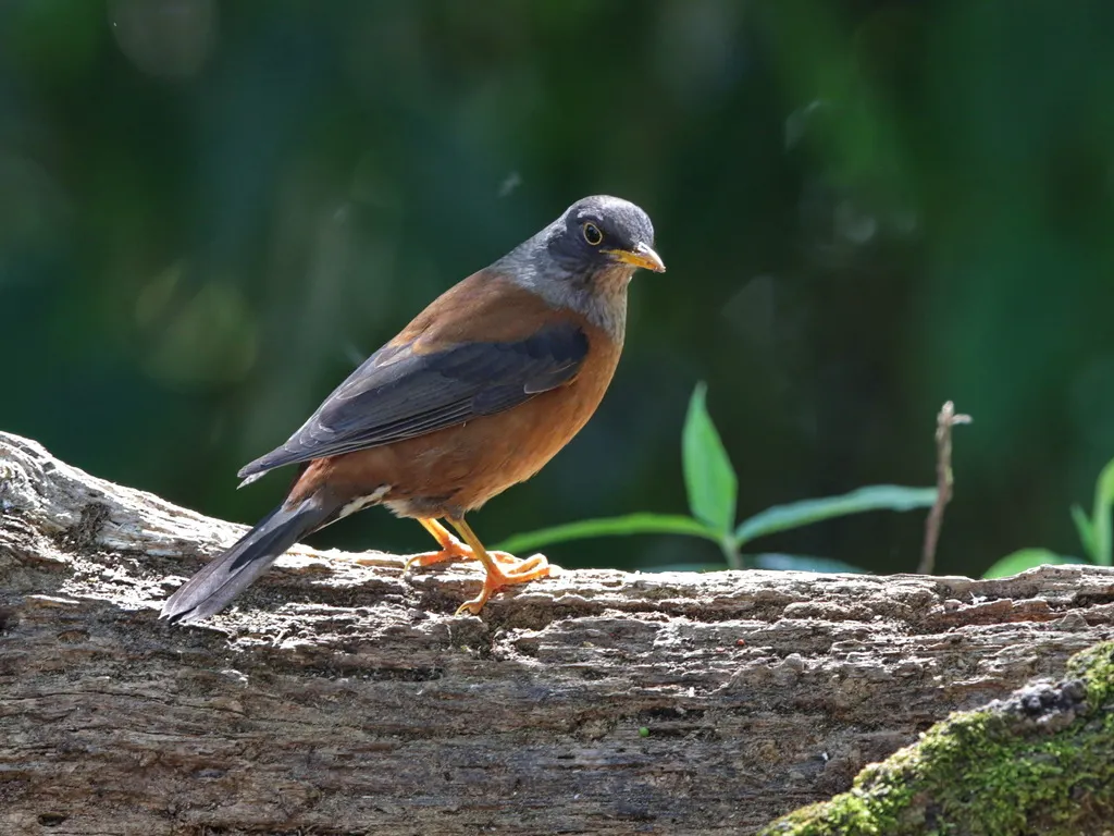 灰头鸫（Turdus rubrocanus）