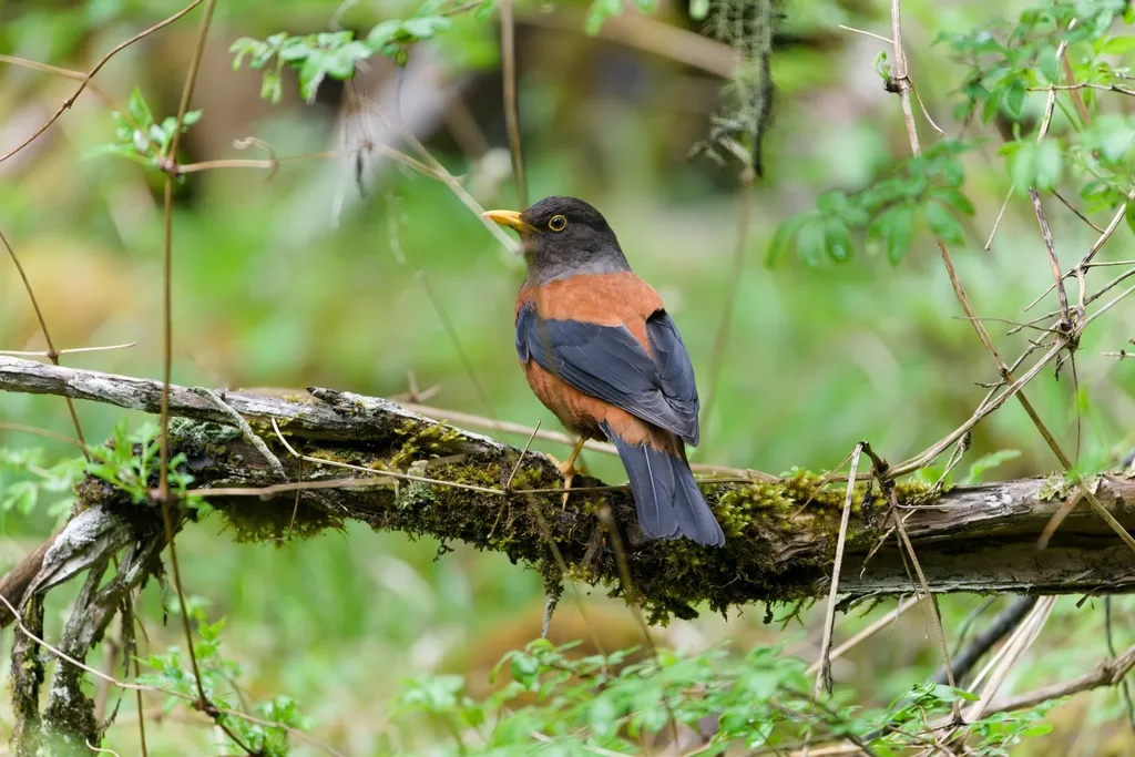 灰头鸫（Turdus rubrocanus）