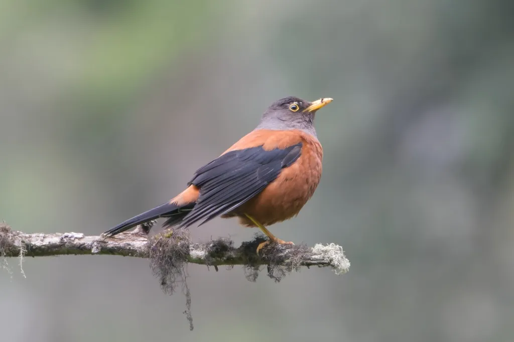 灰头鸫（Turdus rubrocanus）