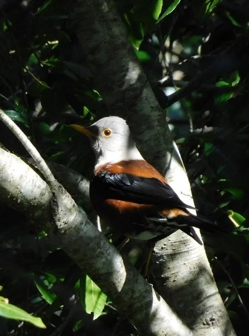 灰头鸫（Turdus rubrocanus）