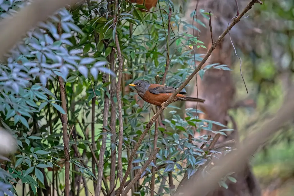 灰头鸫（Turdus rubrocanus）