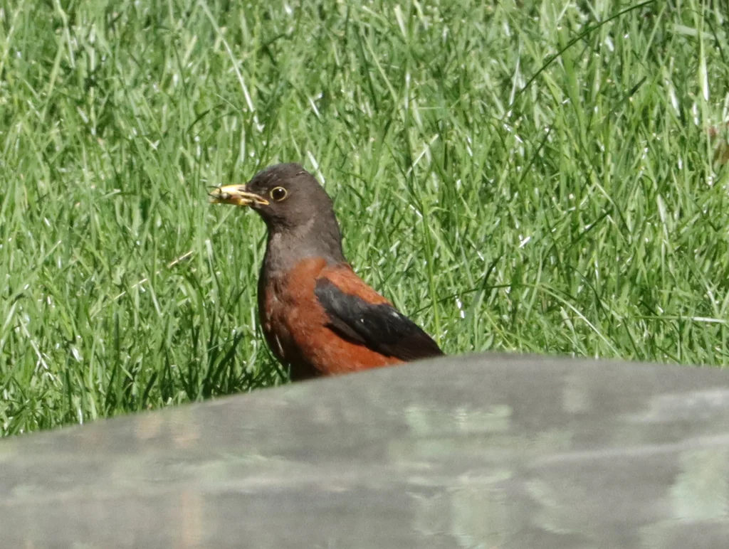 灰头鸫（Turdus rubrocanus）