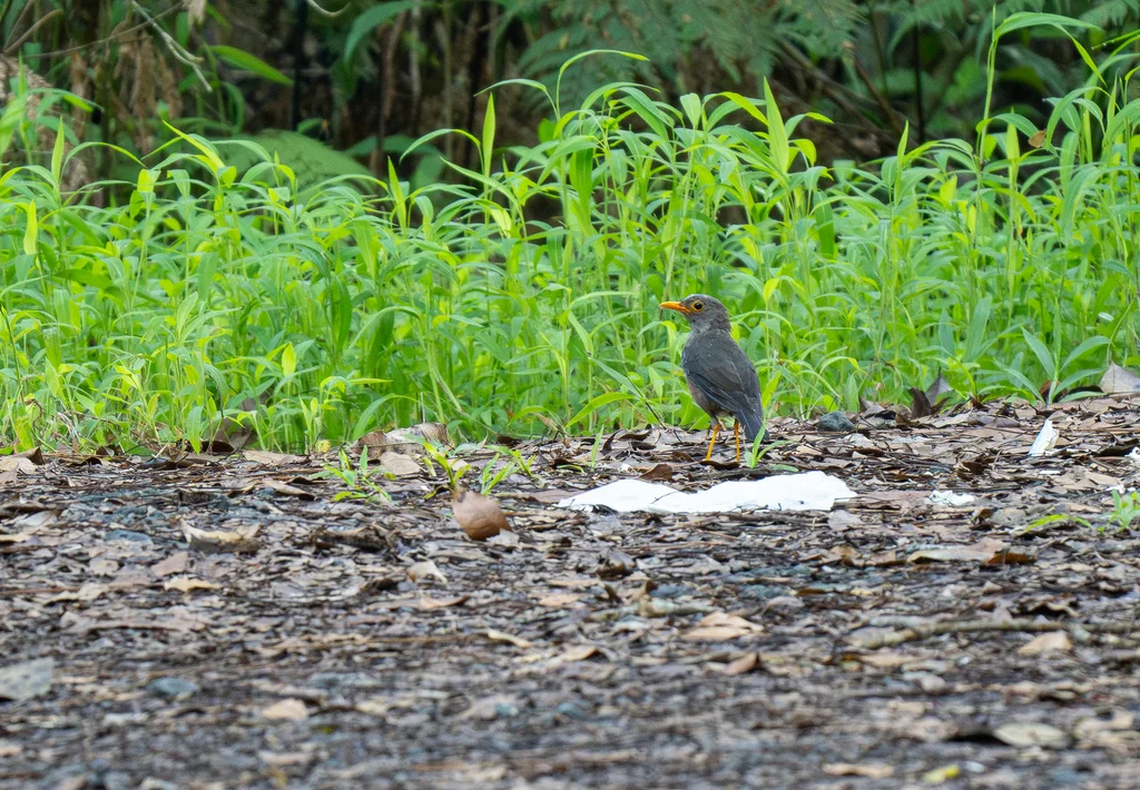 斐济岛鸫（Turdus ruficeps）