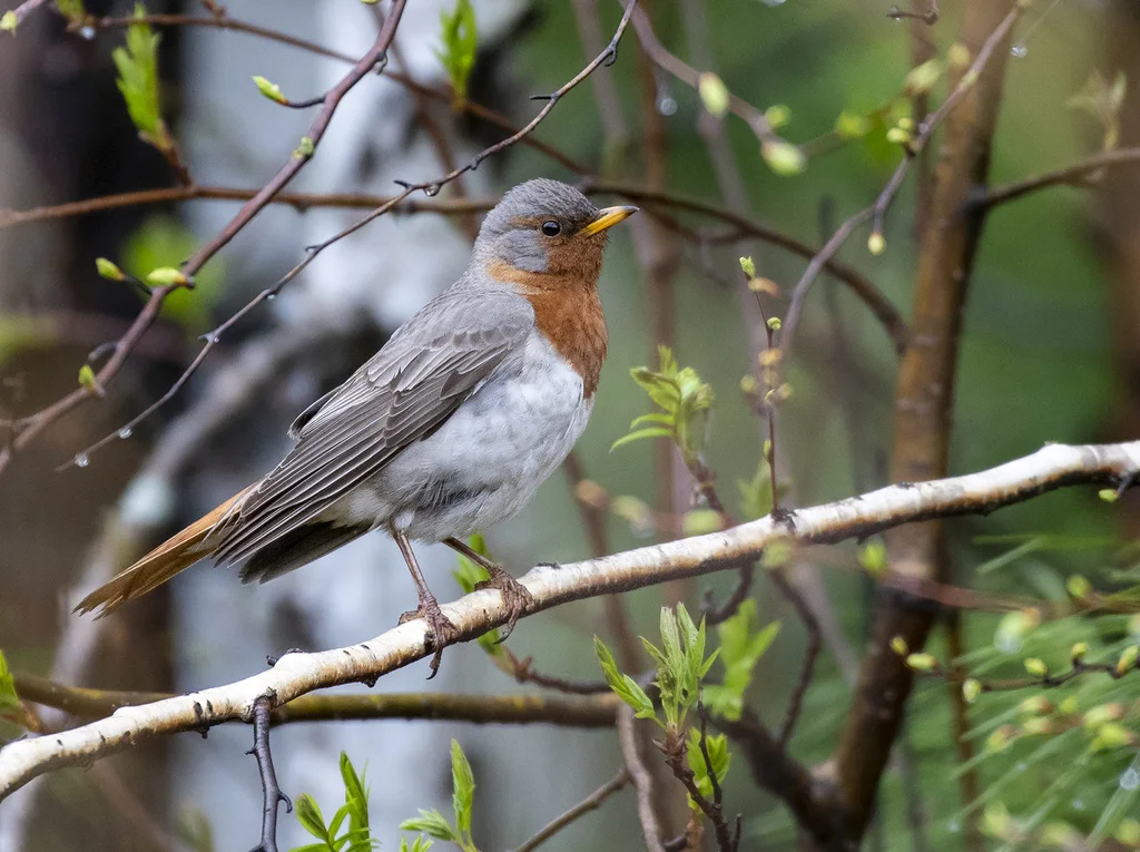 赤颈鸫(Turdus ruficollis)