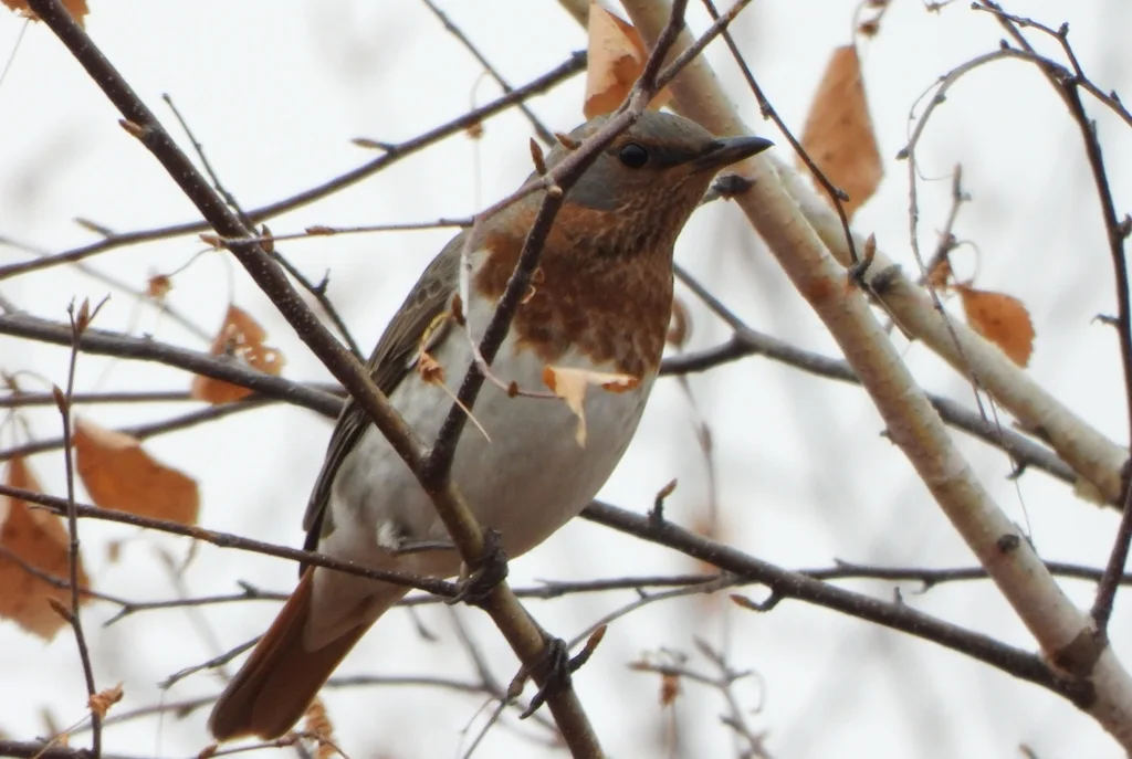 赤颈鸫(Turdus ruficollis)