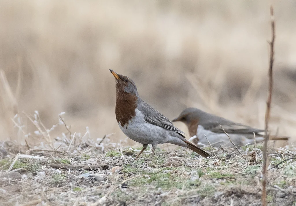 赤颈鸫(Turdus ruficollis)