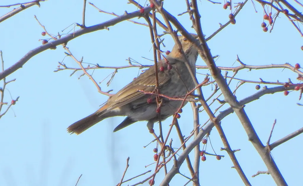 赤颈鸫(Turdus ruficollis)