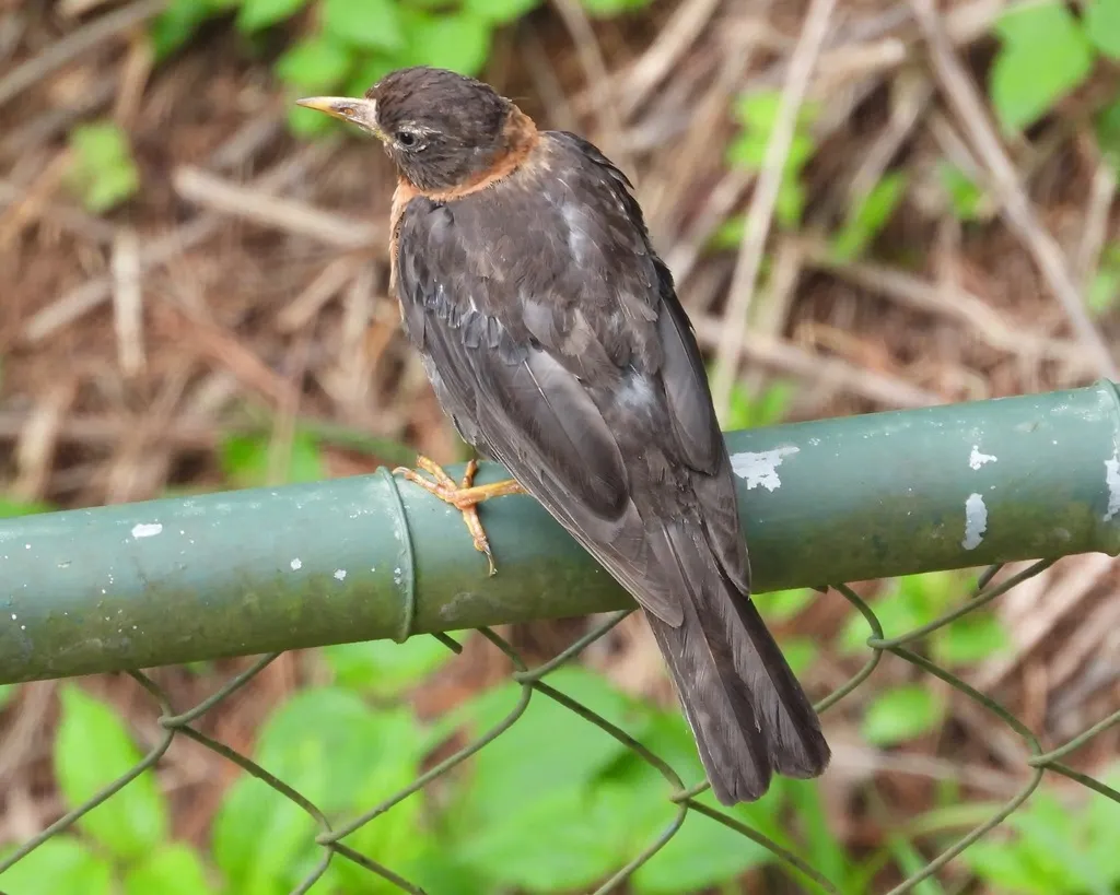 中美棕颈鸫(Turdus rufitorques)