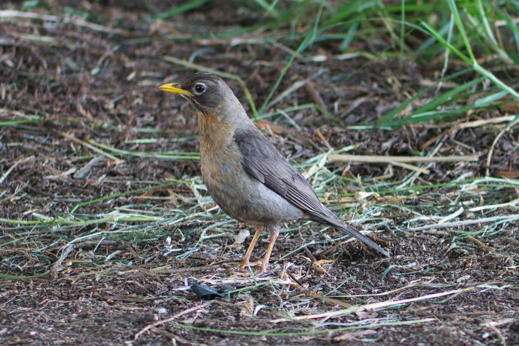 中美棕颈鸫(Turdus rufitorques)