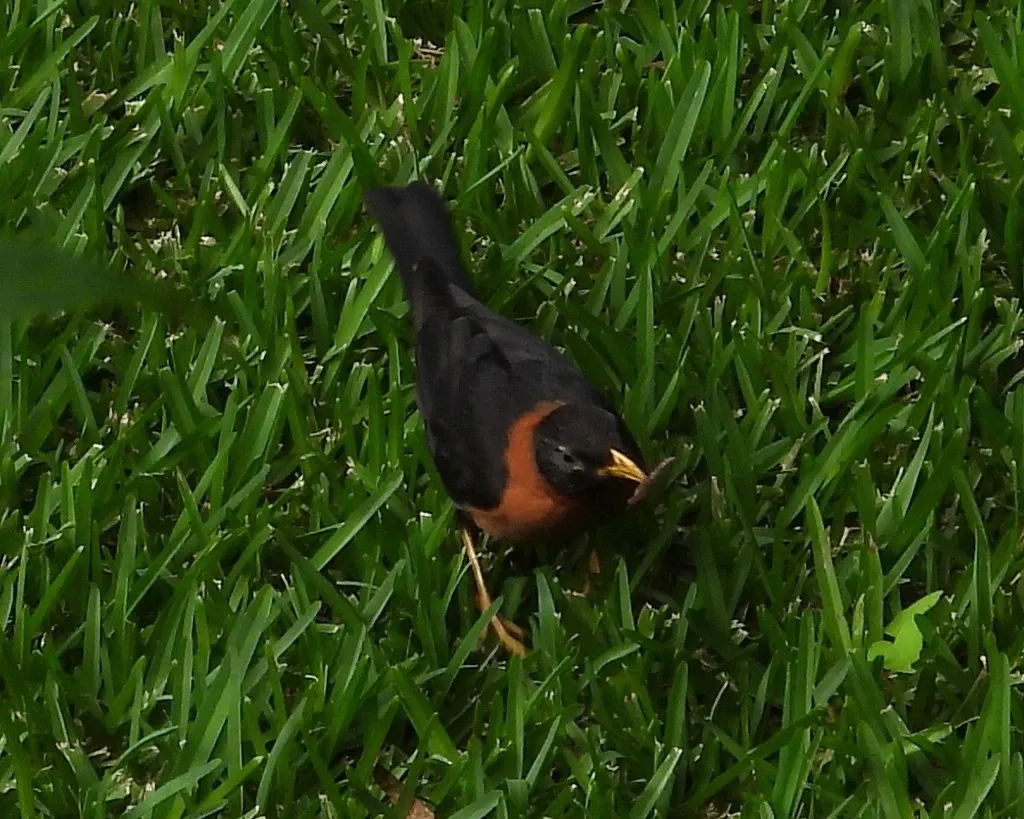 中美棕颈鸫(Turdus rufitorques)